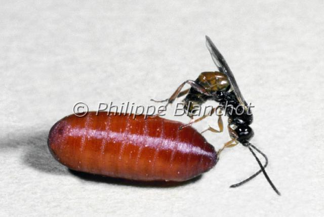 phygadeuon fumator.JPG - Femelle de Phygadeuon fumator parasitant une pupe de mouche domestiqueIchneumonidae, HymenopteraFrance
